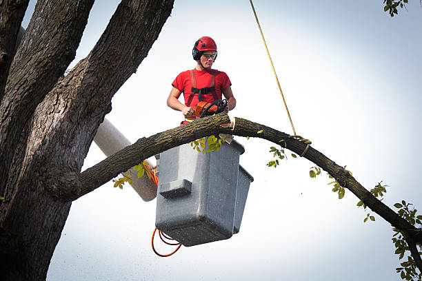 Best Tree Stump Removal  in Oil City, PA